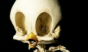 Tweety Bird skull: Copyright Hyungkoo Lee, all rights reserved.