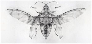 <strong>Joianne Bittle</strong>, <em> Jewel Beetle (ventral view)<em>, 2007 graphite on paper 44 x 90.5 inches